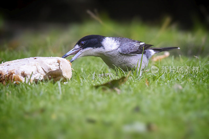 灰伯劳鸟(Cracticus torquatus)